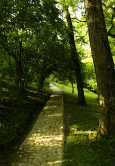 林间小路图片