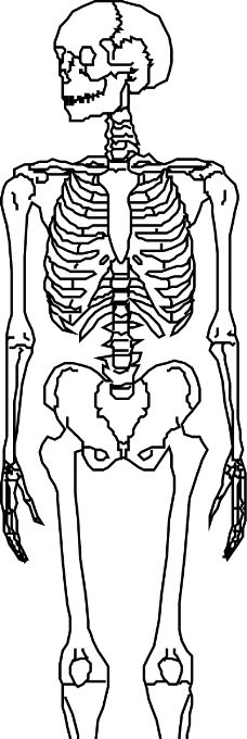 骨骼0038