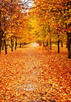 秋季风景秋季枫树枫叶风景公路图片
