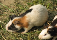 荷兰猪图片