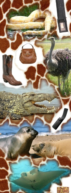 动物创意动物皮革创意设计海报图片