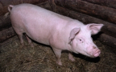 生猪养殖家畜猪图片