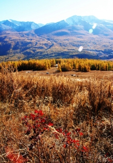 雪山新疆喀纳斯秋色图片