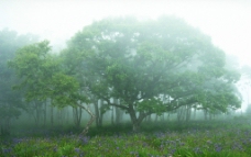 雾里大树图片