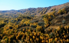 新疆 喀纳斯 禾木图片