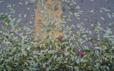落叶缤纷之路面图片