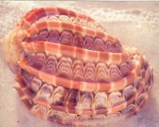 贝壳海洋海洋贝壳图片