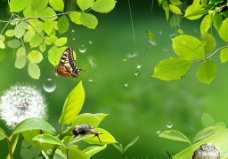 绿色自然之湖蝶之恋图片