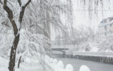 黄桥雪景图片