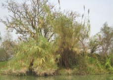 西溪湿地 柿树 芦苇图片