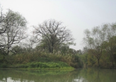 西溪湿地 柿树图片