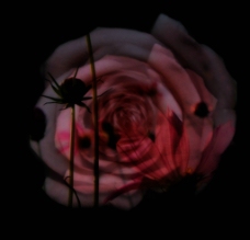 黑色的玫瑰图片