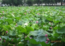 扬州荷花池图片