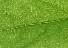 绿色叶子树叶叶脉叶子设计图片素材图库下载