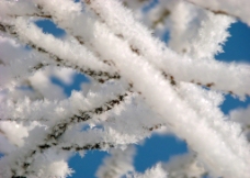 冬天树枝雪景图片