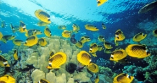 鱼石斑鱼海底世界图片