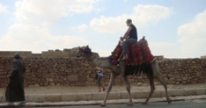 埃及 商贩 骆驼图片