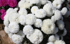 白色翠菊图片