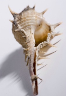 米黄有刺海螺图片